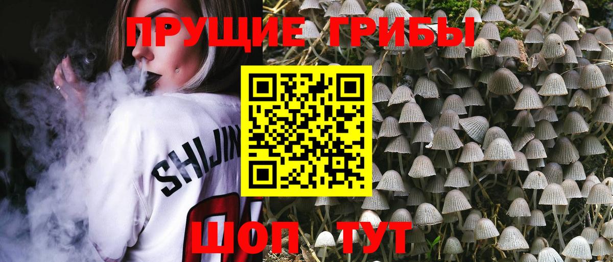 Псилоцибиновые грибы Psilocybe Кузнецк